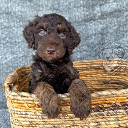 Slate - Chocolate male Goldendoodle puppy in Chattanooga, Tennessee from Hilltop Cuddle Pups