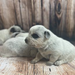 Australian Cattle Dog Puppies from Diamond Falls Cattle Dogs
