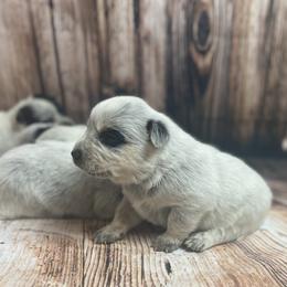 Australian Cattle Dog Puppies from Diamond Falls Cattle Dogs
