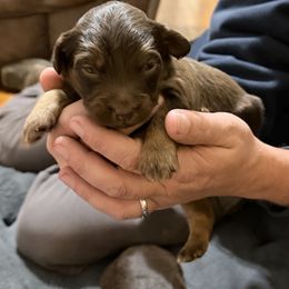 Taz - Brown and white male Aussiedoodle puppy in Warrensburg, Missouri from Dreamer Ridge Puppies
