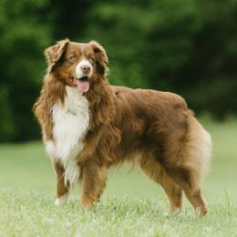 Jack - Australian Shepherd