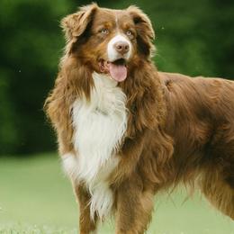Jack - Australian Shepherd
