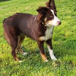 Hope - Australian Shepherd