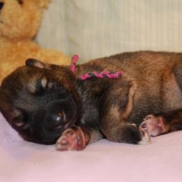 German Shepherd Puppies from Owl Grove German Dogs