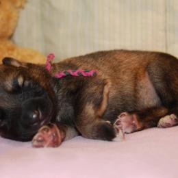 German Shepherd Puppies from Owl Grove German Dogs