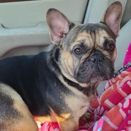 Valerie - French Bulldog