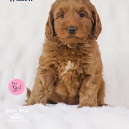 Willow - Caramel red female Australian Labradoodle puppy in Redding, California from Shasta Royal Monroe Puppies