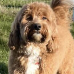 Winston - Australian Labradoodle