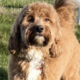 Winston - Australian Labradoodle