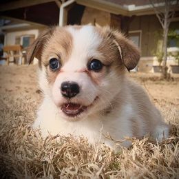 Pembroke Welsh Corgi Puppies from Diamond G Corgis