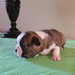 Romeo - Brindle and white male Boston Terrier puppy in Rogersville, Alabama from Angel's Boston Terriers and French Bulldog