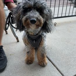 Bernedoodle and Cavapoo All Grown Up from Cavapoo Acres