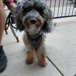 Bernedoodle and Cavapoo All Grown Up from Cavapoo Acres