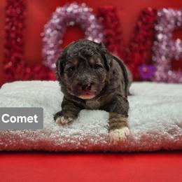 Comet-Gray collar - Blue merle male Bernedoodle puppy in Summerville, South Carolina from Channys Doodles