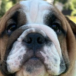 John - Bulldog puppy in Lakeland, Florida from Love That Bulldog Hicks Family Division