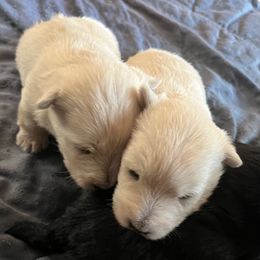 Scottish Terrier Puppies from Judyz Scotties