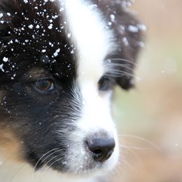 Australian Shepherd, Miniature American Shepherd, Miniature Australian Shepherd, and Toy Australian Shepherd Puppies from Painted Blue Aussies