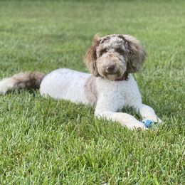 Stevie - Goldendoodle