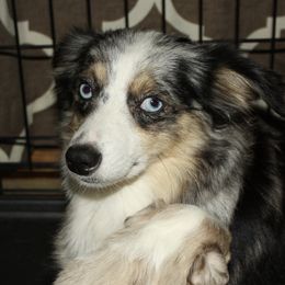 Sky baby  - Toy Australian Shepherd