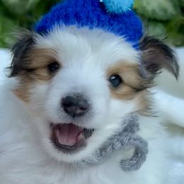BENNETT - Sable & white male Toy Shetland Sheepdog puppy in Livonia, Michigan from M7’s Shelties, Toonies & AussieDoodles