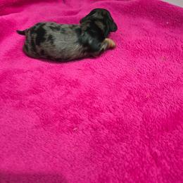 Dapple Boy - Black and tan male Dachshund puppy in Fulton, Missouri from New Hope Dachshund Puppies