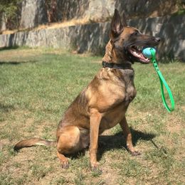 Eve - Belgian Malinois