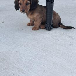 Rosie - Red female Dachshund puppy in Paso Robles, California from Nicole's Dachshunds