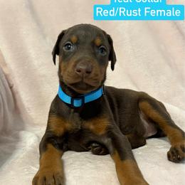 Teal Collar - Red and rust female Doberman Pinscher puppy in Lake City, Florida from Paintedcrazy Doberman Pinchers