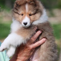 Shetland Sheepdog Puppies from Cathance Shetland Sheepdogs