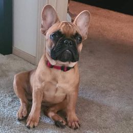 Boston Terrier and French Bulldog Puppies from High Plains