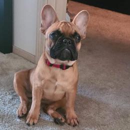 Boston Terrier and French Bulldog Puppies from High Plains