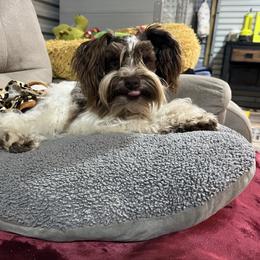 Tilly - Miniature Schnauzer