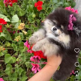 Luna - Pomeranian