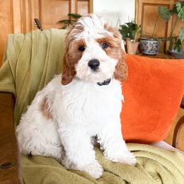 Dragon - White male Cavapoo puppy in South Jordan, Utah from Wonderful World Doodles