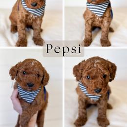 Pepsi - Red  male Goldendoodle puppy in Central, Arizona from Cotton Lane Puppies