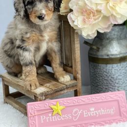 Aussiedoodle and Australian Shepherd Puppies from Dunroamin Farms Australian Shepherds and Aussiedoodles
