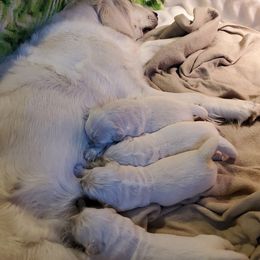 Golden Retriever Puppies from Golden Meadows
