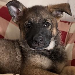 Tan Girl - Sable female German Shepherd puppy in Grantsville, Utah from Vom Haus Denfors K9 - Working German Shepherds