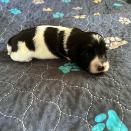 Windy - Black female Dachshund puppy in Wolf Lake, Indiana from Canisteo Dachshunds