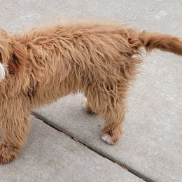 Cavapoos, Companion Crosses, Goldendoodles, and Golden Retrievers from SoléLuna Golden Retrievers