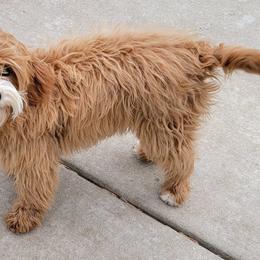 Cavapoos, Companion Crosses, Goldendoodles, and Golden Retrievers from SoléLuna Golden Retrievers