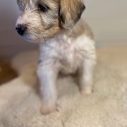 Harriet Smith - Merle Irish Doodle puppy in Tennessee from Family Wolfadoodles