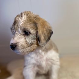 Harriet Smith - Merle Irish Doodle puppy in Tennessee from Family Wolfadoodles