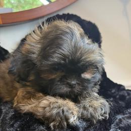 Bailey - Brindle female Shih Tzu puppy in Covington, Georgia from Top Hats 2  Shih Tzu’s
