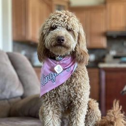 Kingsley  - Goldendoodle