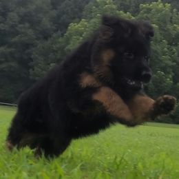 Pink Collar - Ripley vom Zuflucht - Black and red female German Shepherd puppy in Charlotte, North Carolina from Zuflucht K9s