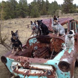 Australian Cattle Dog and French Bulldog Puppies from Sugarloaf French bulldogs and Australian cattle dogs