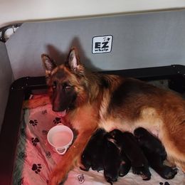 German Shepherd puppies from Blick's German Shepherds