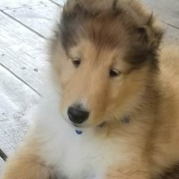 Boy 2 - Collie puppy in Seward, Pennsylvania from Scenic View Kennel