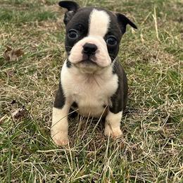Chloe - Brindle and white female Boston Terrier puppy in Fillmore, Illinois from Wind Hill Puppies